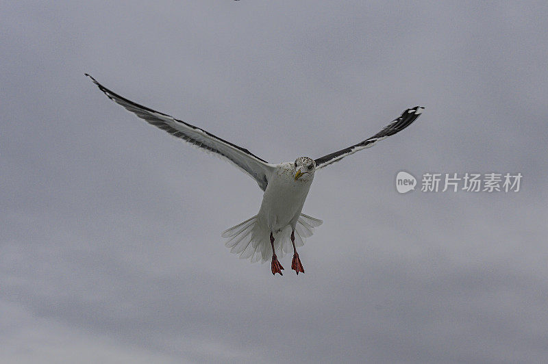 石板背鸥(Larus schistisagus)，是一种大型白头鸥。日本北海道，鄂霍次克海